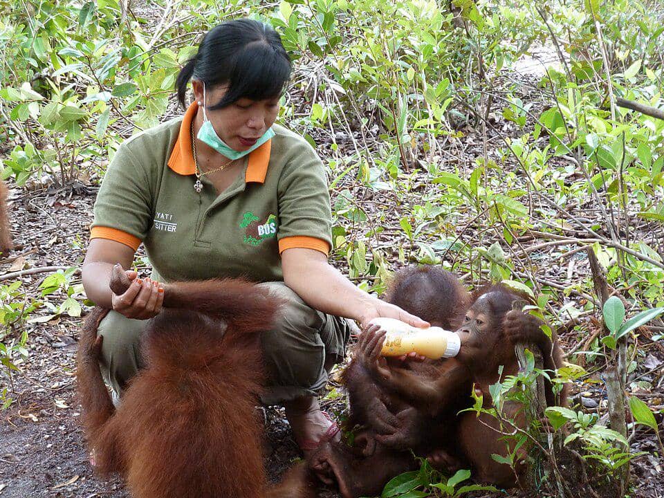 Anak-anak orang utan kalimantan yatim dirawat oleh pengasuh.
