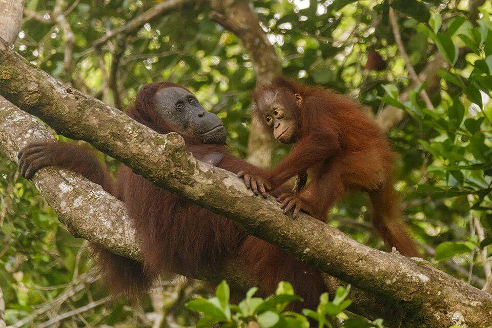 Orang utan kalimantan betina bersama anaknya.