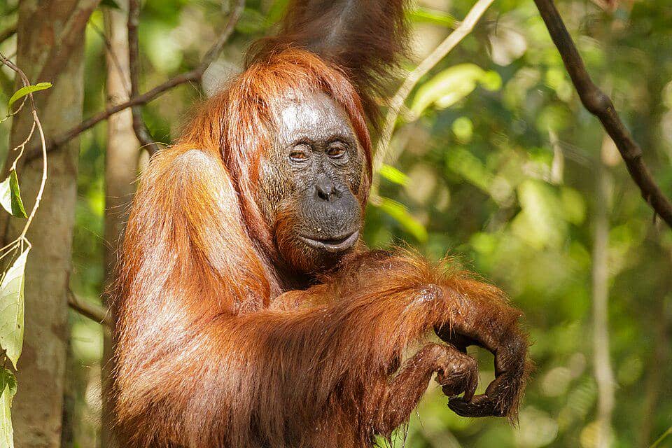Orang utan kalimantan betina di Taman Nasional Tanjung Puting.