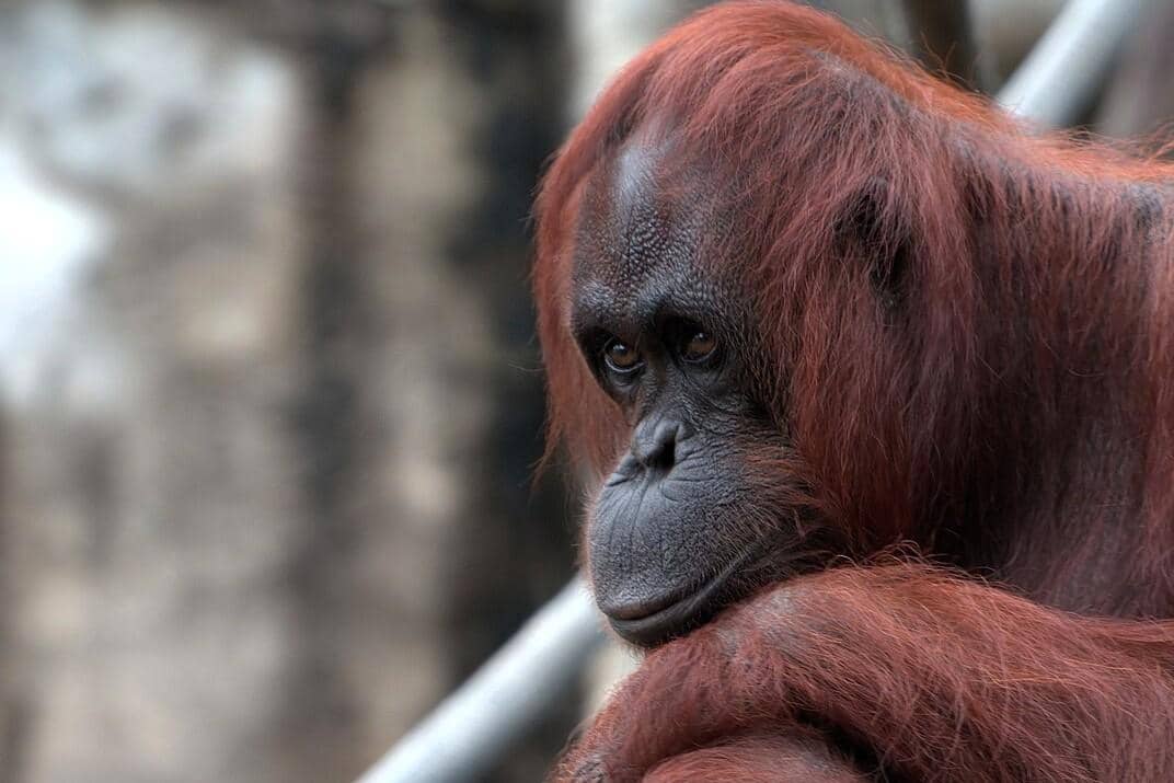 Orang utan kalimantan terlihat merenung.