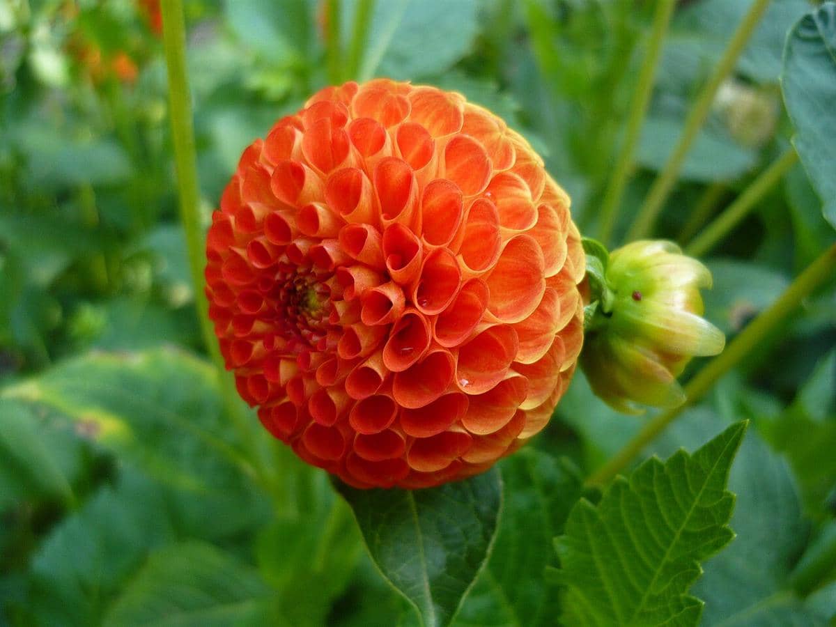 ilustrasi dahlia bantling