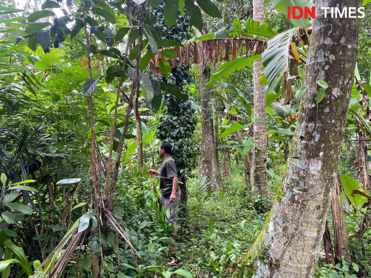 Permakultur untuk NTT, Konsep Modern yang Lama Hidup di Bali