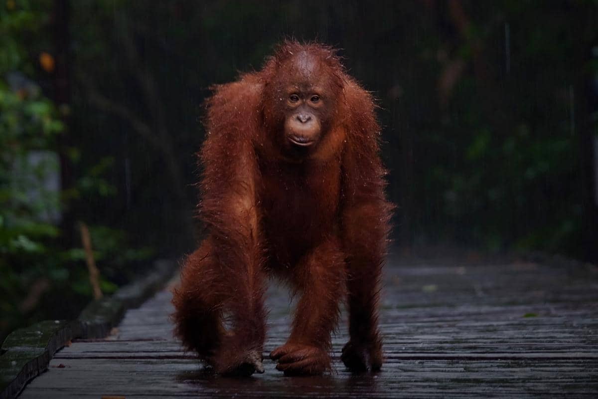 7 Dampak Karhutla terhadap Orang Utan, Gak Cuma Kehilangan Habitat