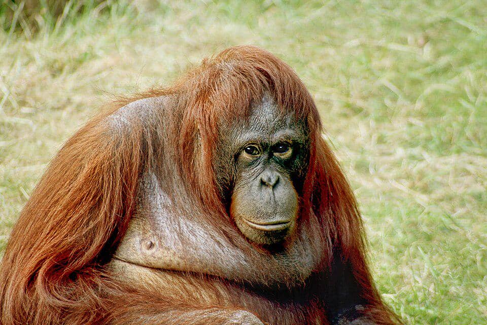 tampak dekat orang utan kalimantan betina