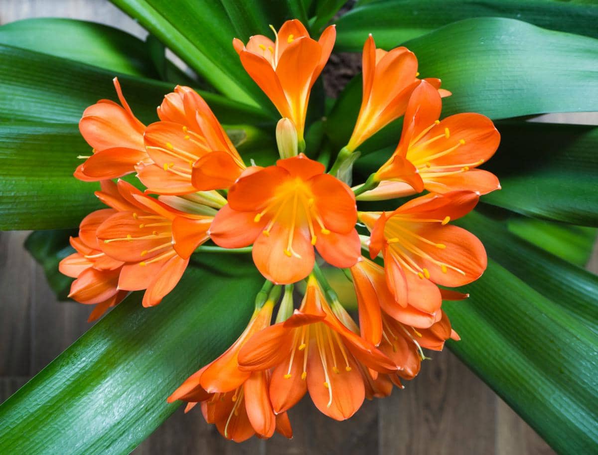 ilustrasi clivia miniata