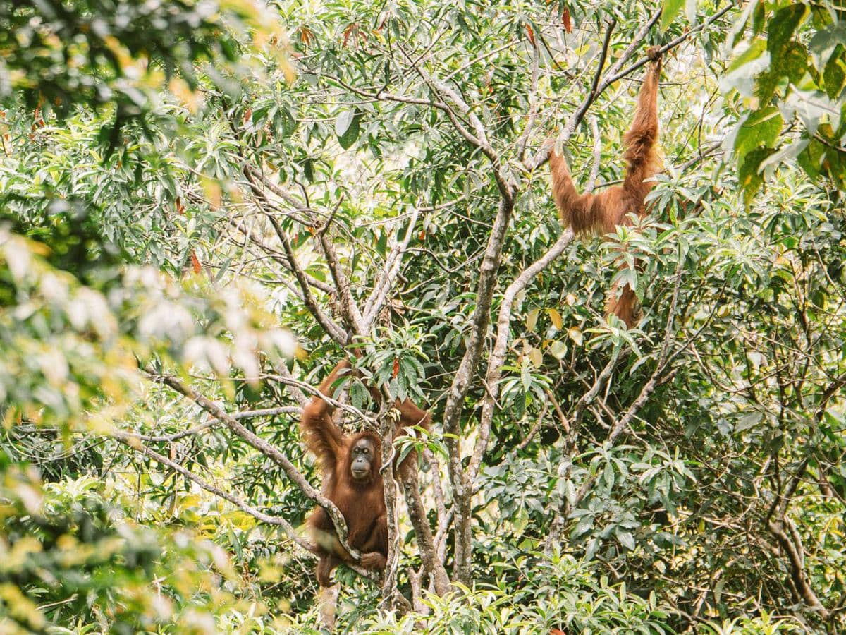 ilustrasi orang utan