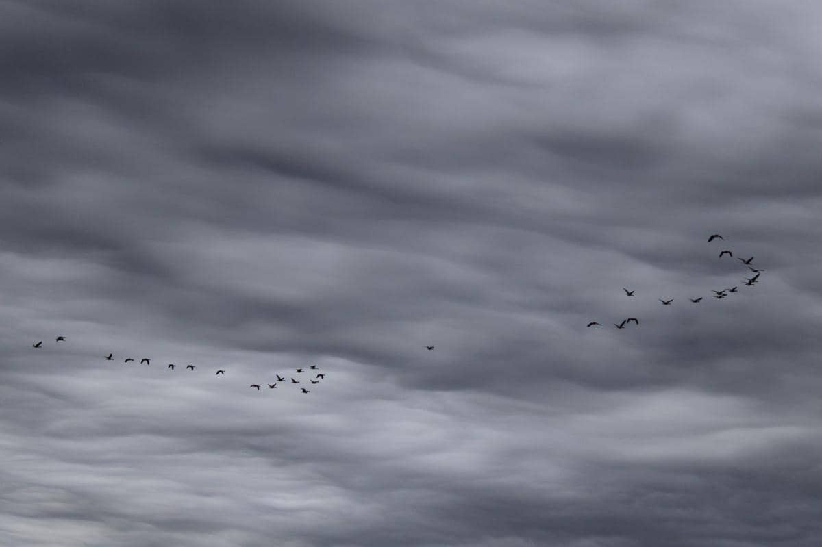 Potret kawanan burung terbang di langit berbadai 