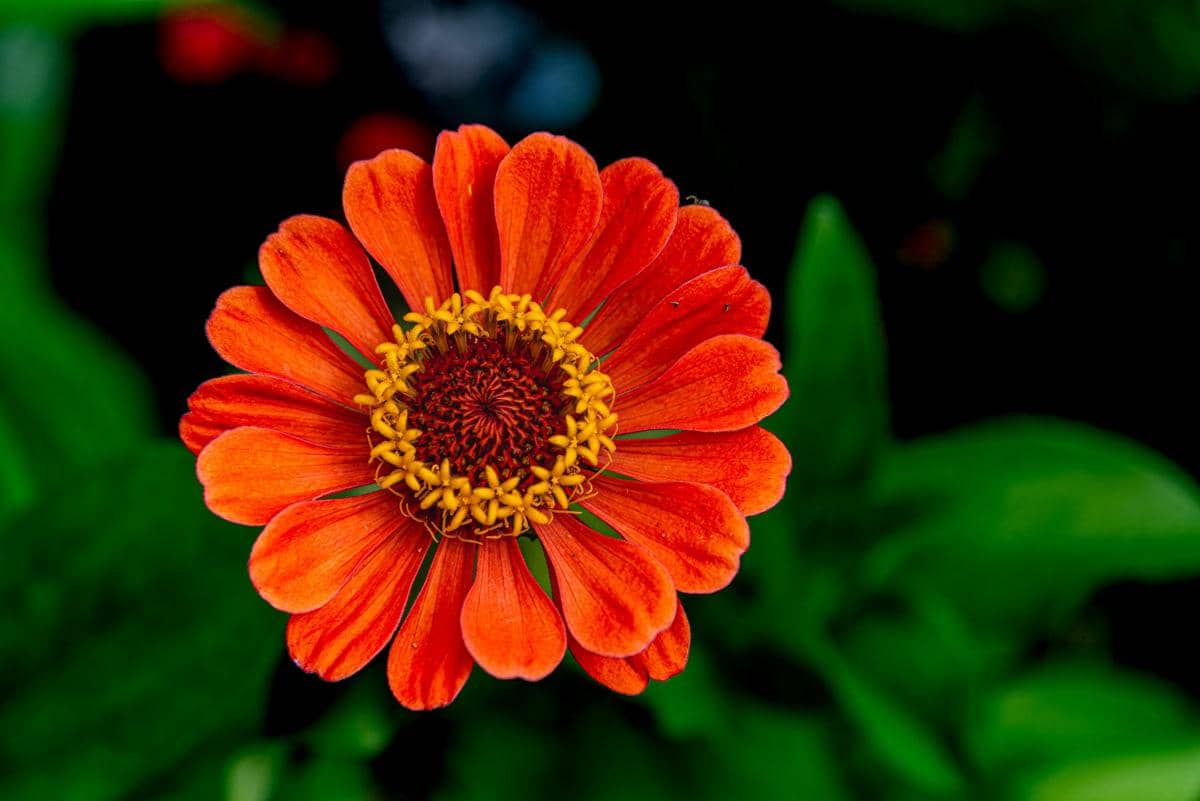 ilustrasi zinnia