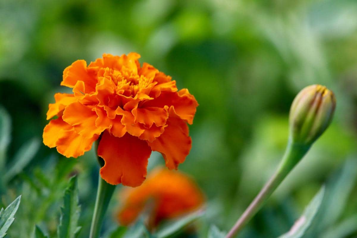 ilustrasi marigold