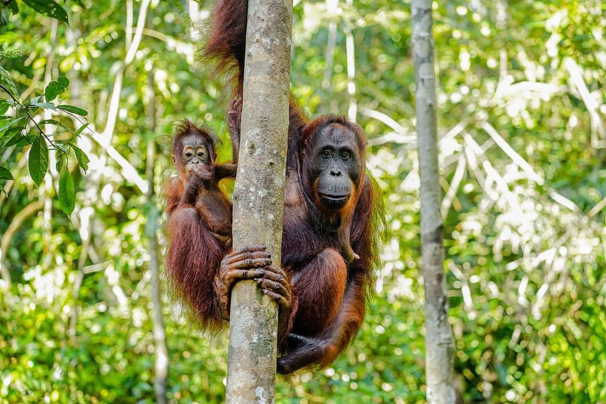 ilustrasi orang utan