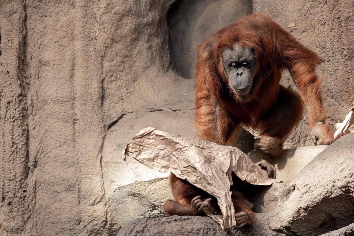 Orangutan