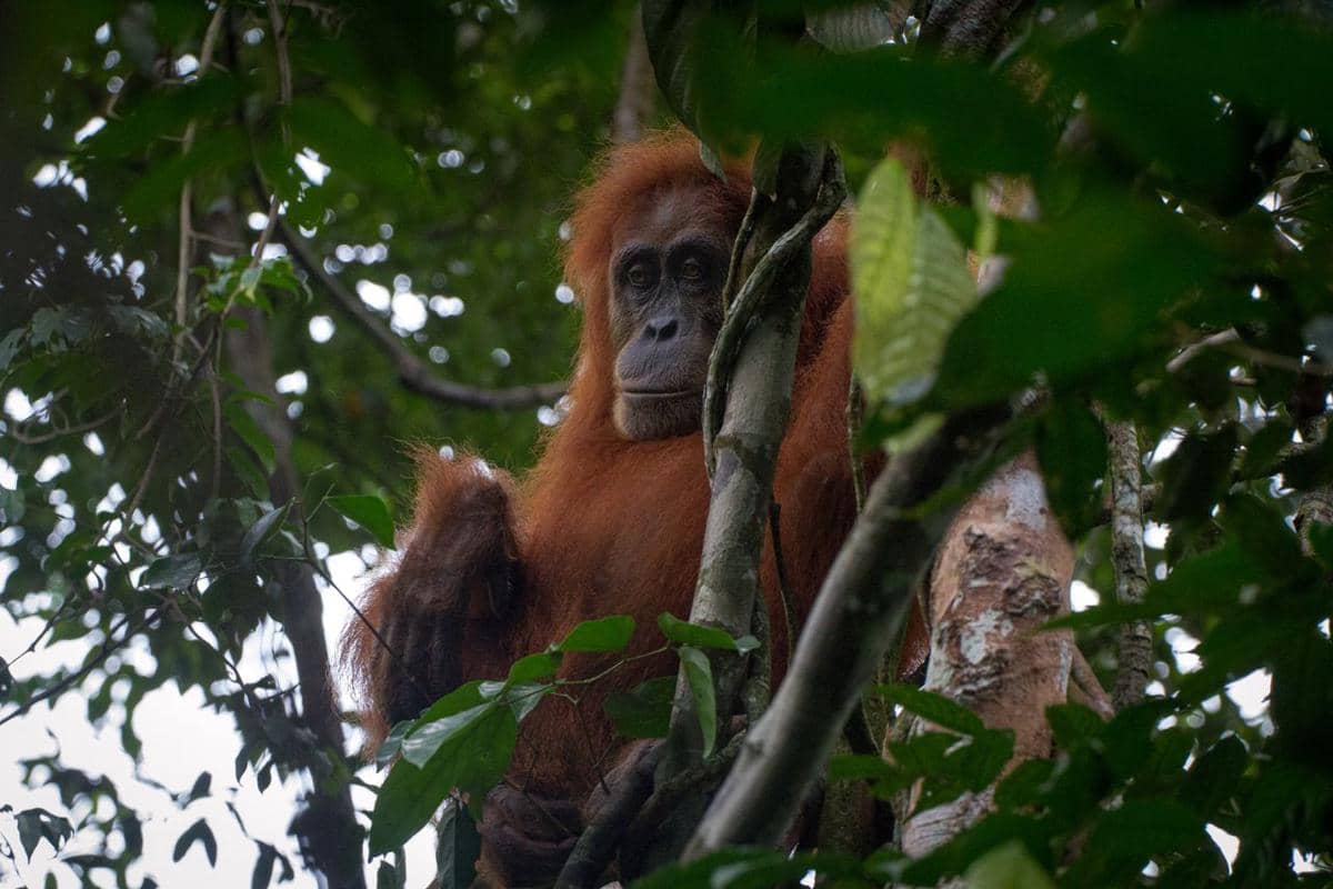 ilustrasi orang utan