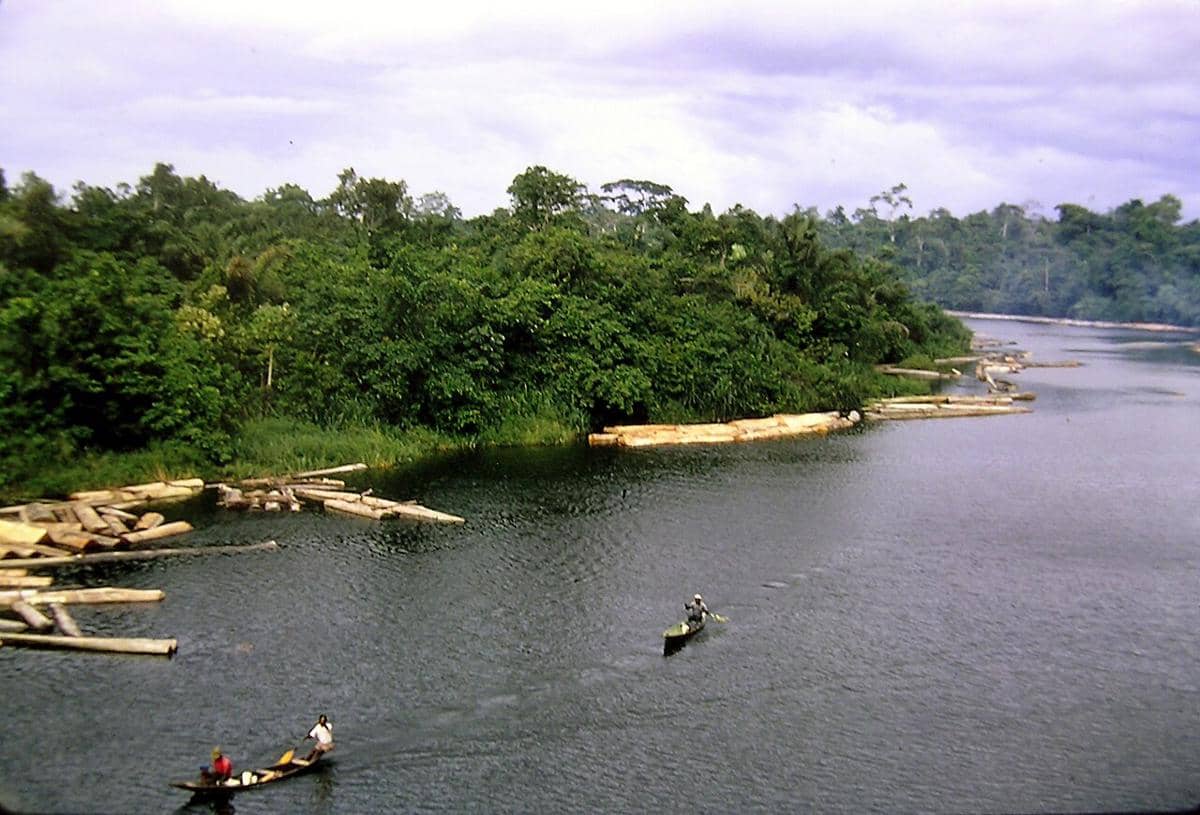 ilustrasi rawa mangrove niger delta, Nigeria