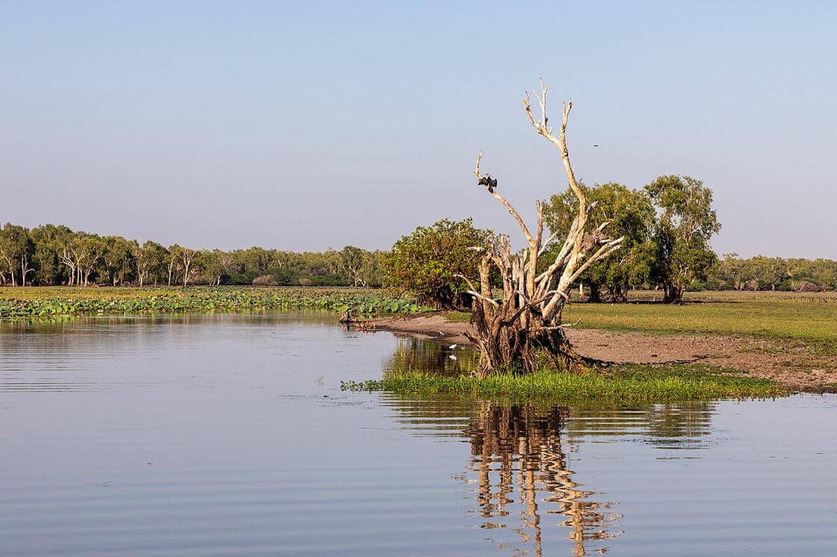 potret Kakadu wetlands