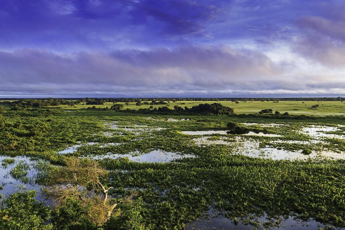 potret Pantanal