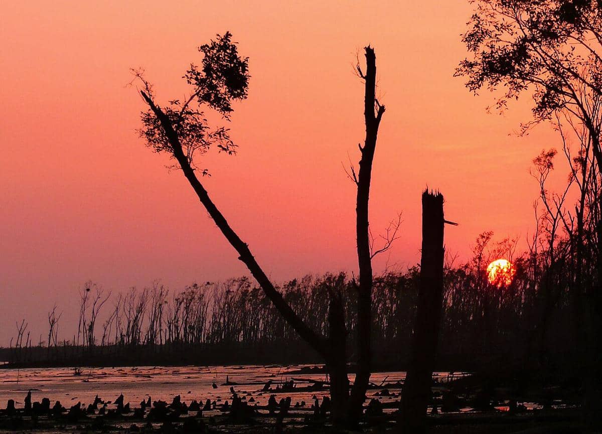 potret Sundarbans
