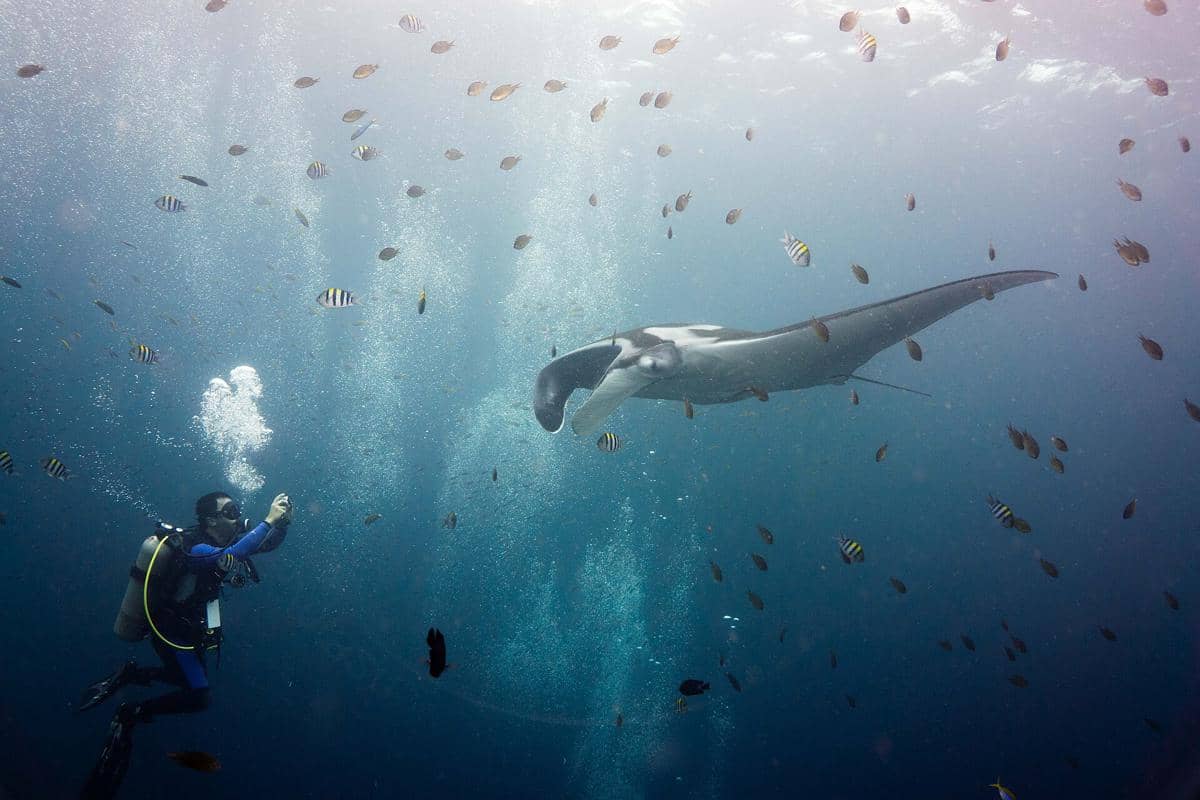 Ilustrasi seekor pari manta berenang di perairan laut biru, dengan tubuh lebar dan sirip menyerupai sayap.