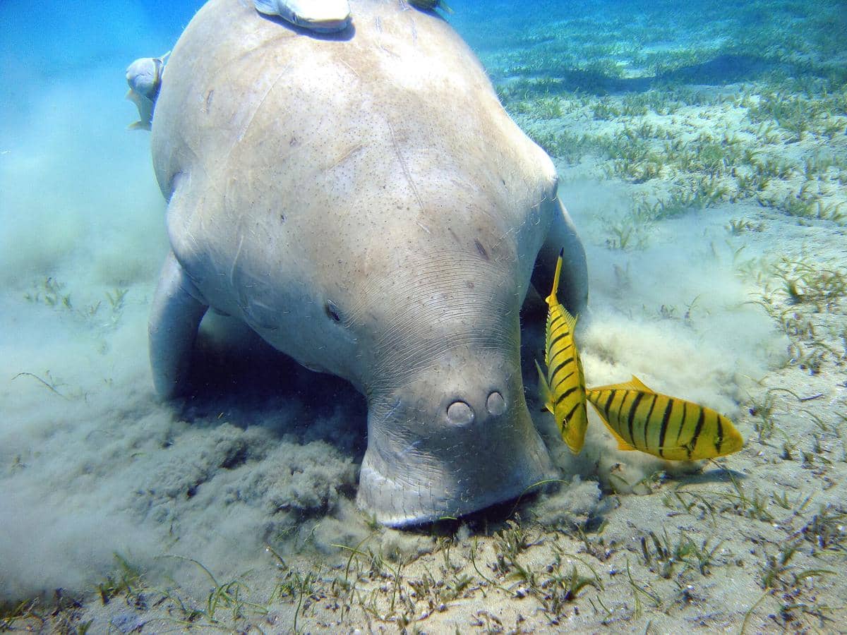 Ilustrasi dugong berenang di perairan laut, memperlihatkan mamalia laut bertubuh besar dengan ekor lebar.