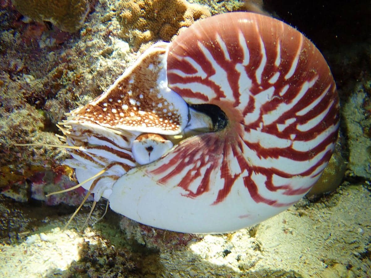 Ilustrasi nautilus bercangkang spiral dengan tentakel menjulur di perairan berwarna biru di sekelilingnya.
