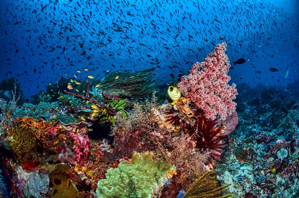 5 Satwa Laut Unik yang Bisa Ditemukan di Perairan Indonesia