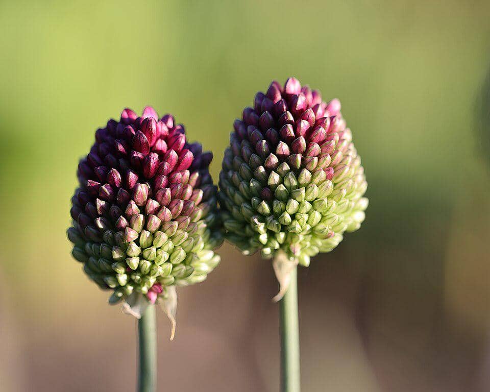5 Fakta Round Headed Leek, Bunga Bulat Cantik dari Keluarga Bawang