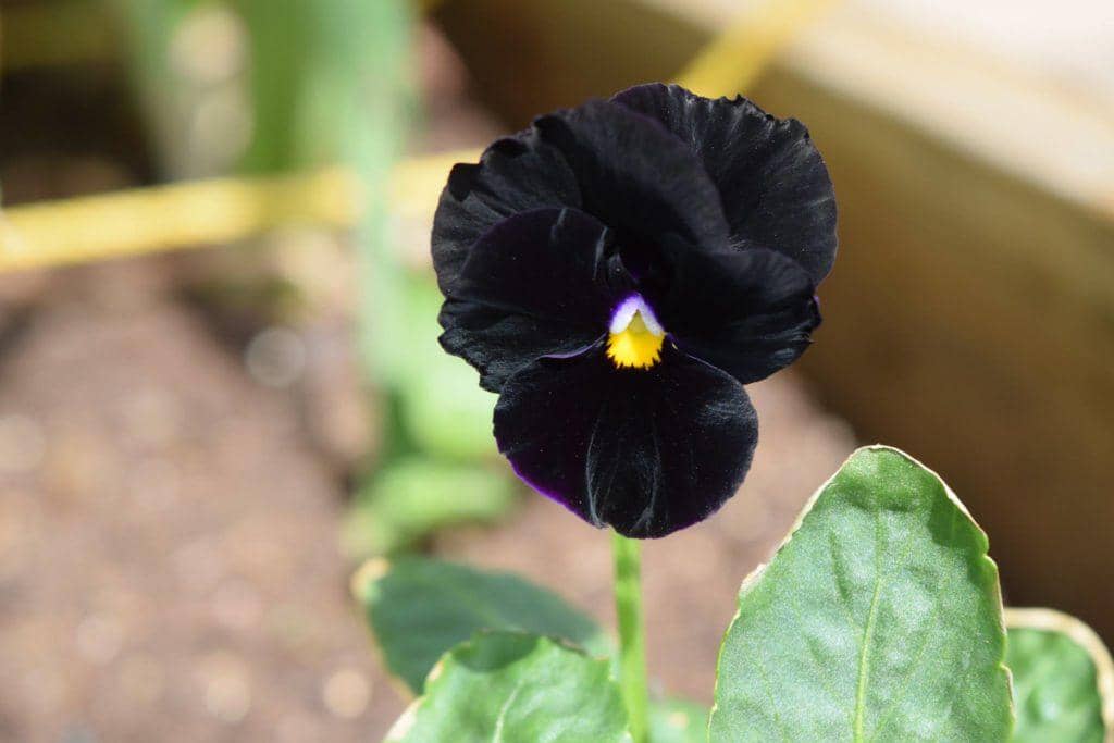 ilustrasi pansy black king
