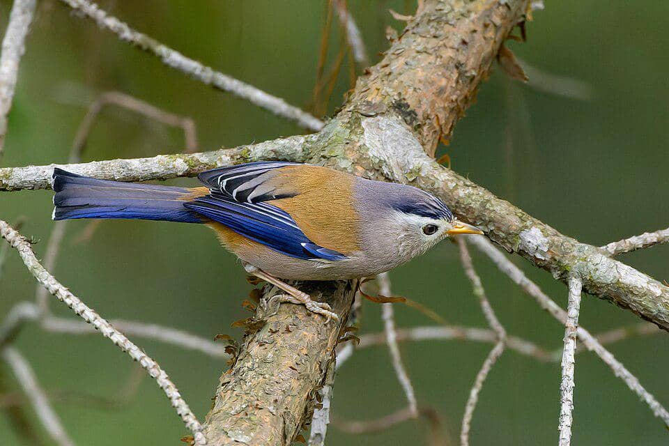 Burung Actinodura cyanouroptera