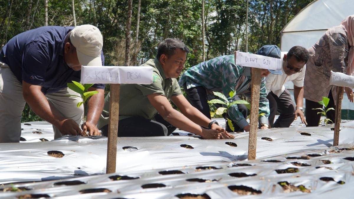 2,5 Ton Kopi Berbasis Konservasi Hutan Tapsel Siap Diekspor ke Singapura