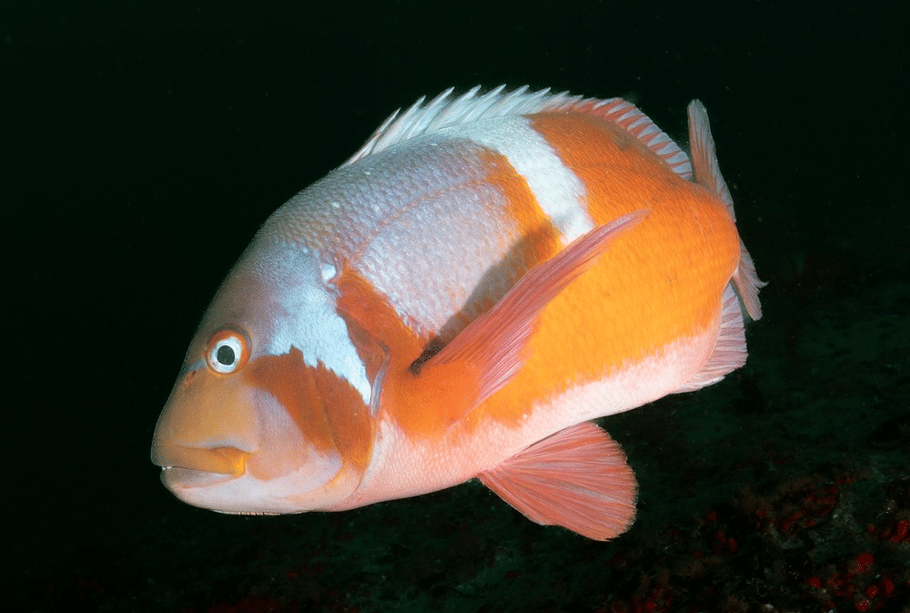 5 Fakta Unik Roman Seabream, Berubah Jadi Jantan saat Dewasa
