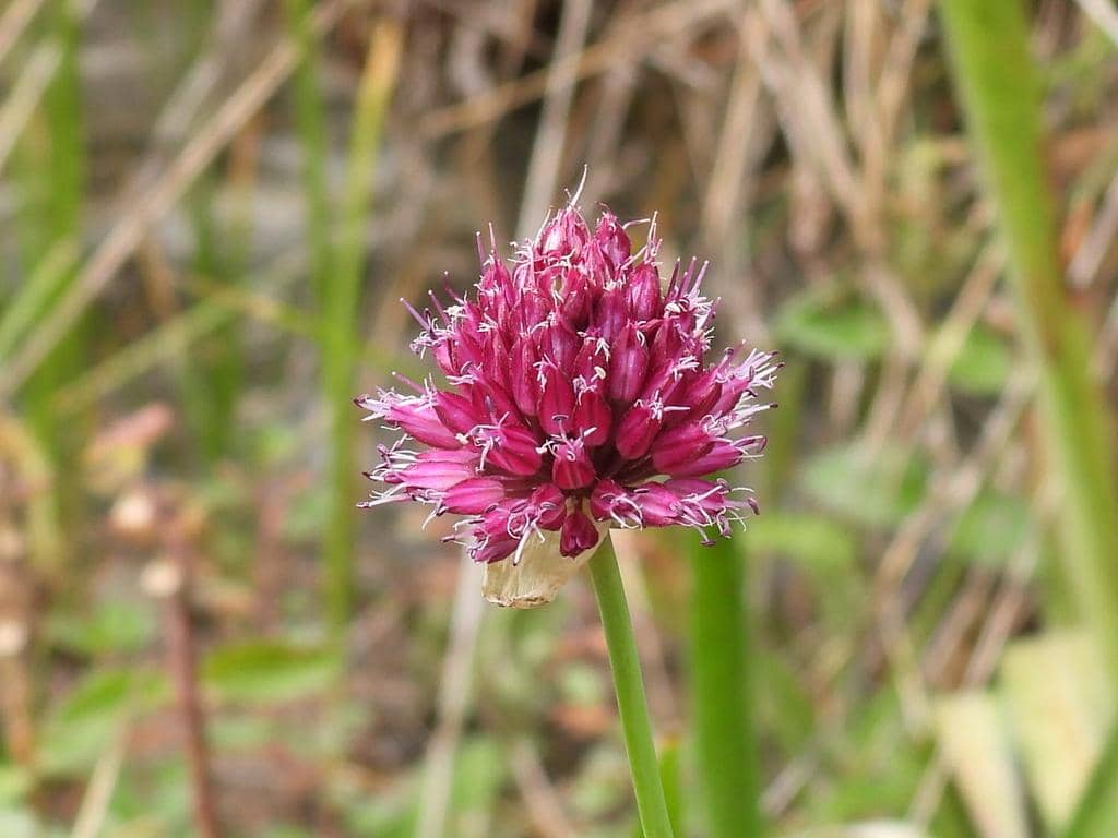 Bunga Allium sphaerocephalon