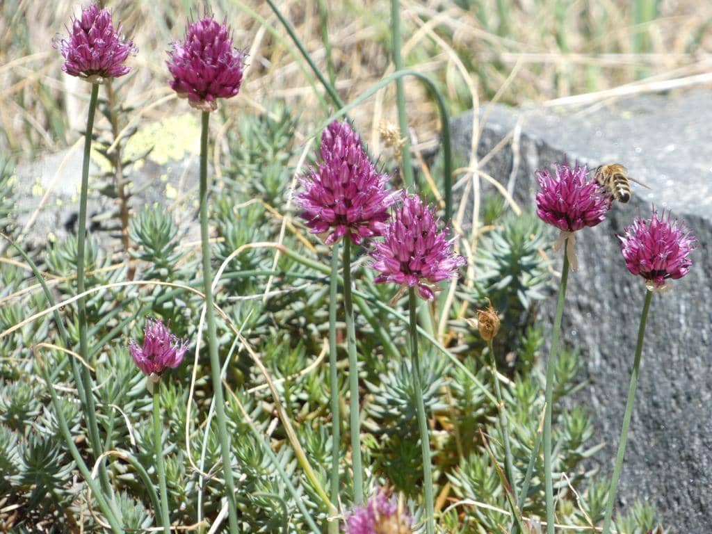 Bunga Allium sphaerocephalon
