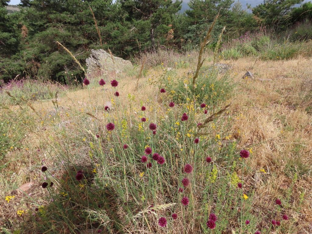 Bunga Allium sphaerocephalon