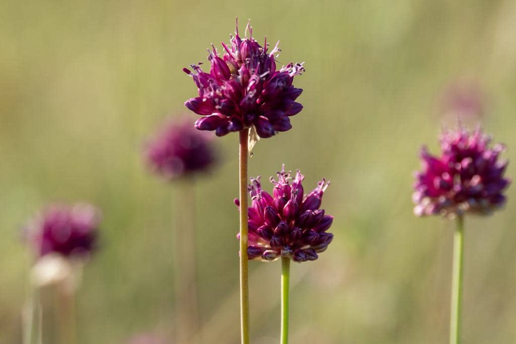 Bunga Allium sphaerocephalon