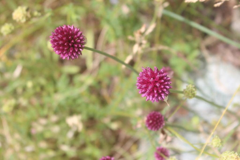 Bunga Allium sphaerocephalon