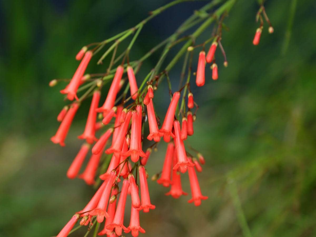 ilustrasi firecracker plant