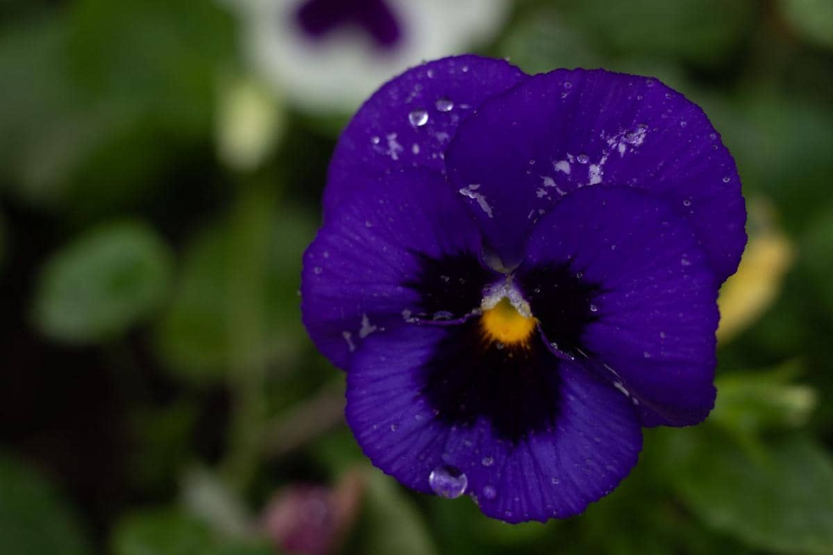 ilustrasi pansy matrix blue blotch