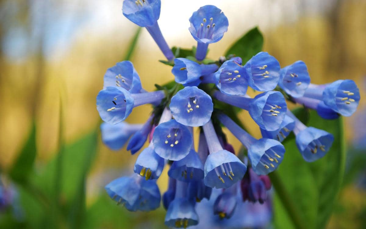 ilustrasi virginia bluebells