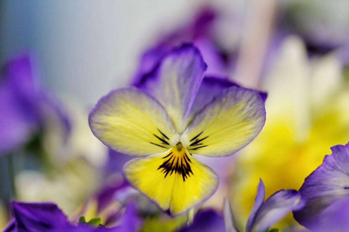 ilustrasi bunga pansy
