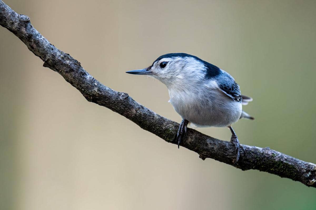 5 Fakta Munguk Dada Putih, Burung Kecil yang Jago Memanjat