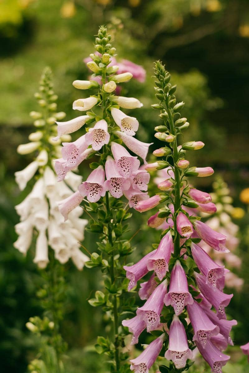 ilustrasi foxglove flowers