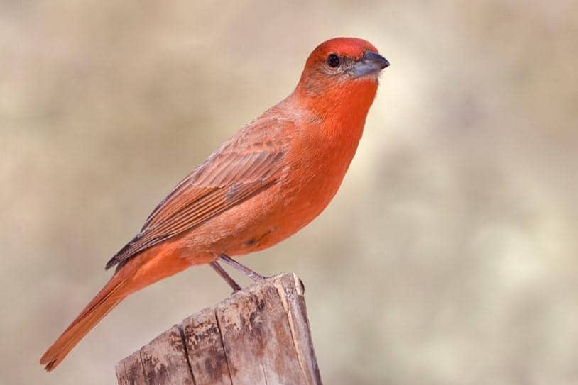Hepatic Tanager jantan
