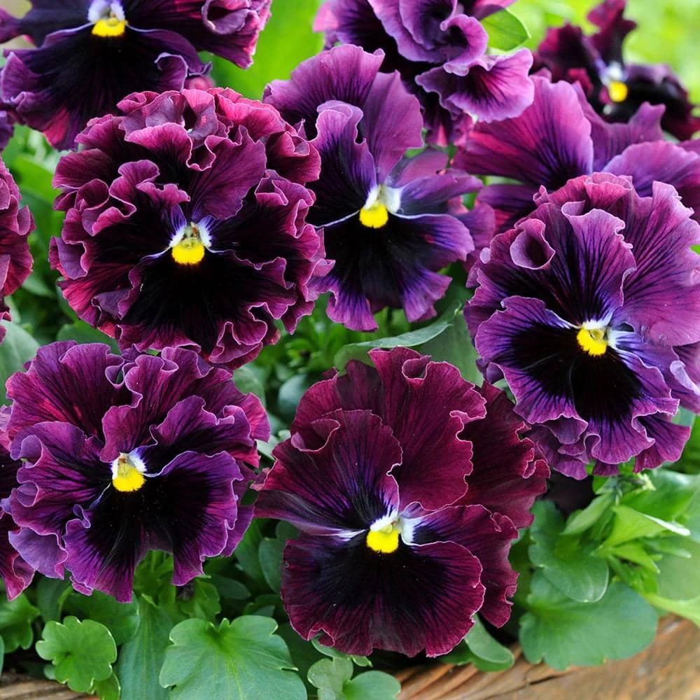 ilustrasi pansy frizzle sizzle burgundy