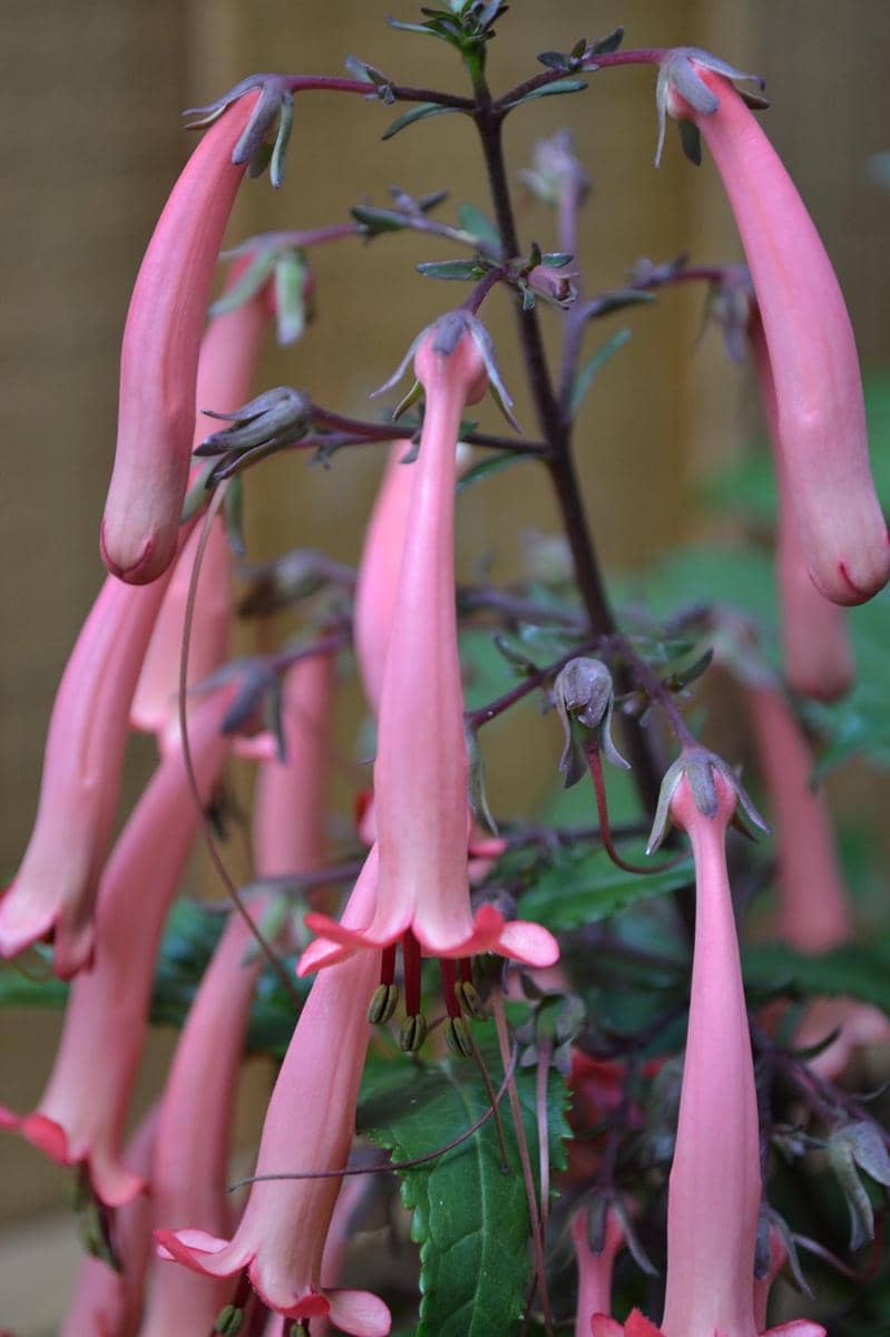 ilustrasi cape fuchsia