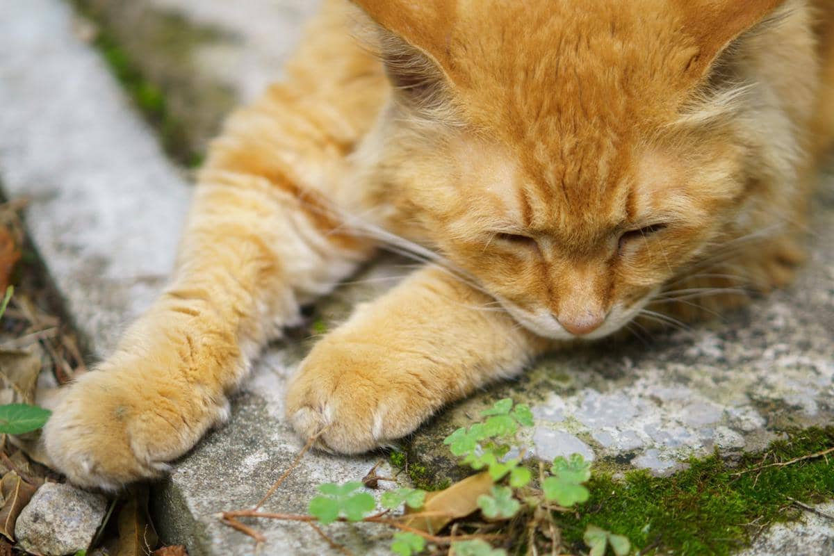 5 Kegunaan Cakar Kucing, Jadi Senjata hingga Alat Memanjat
