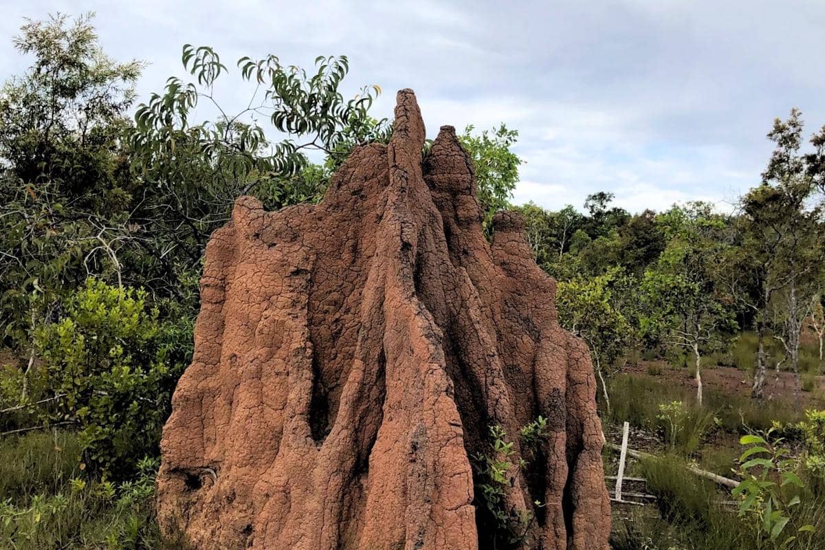 Taman Nasional Wasur, Papua