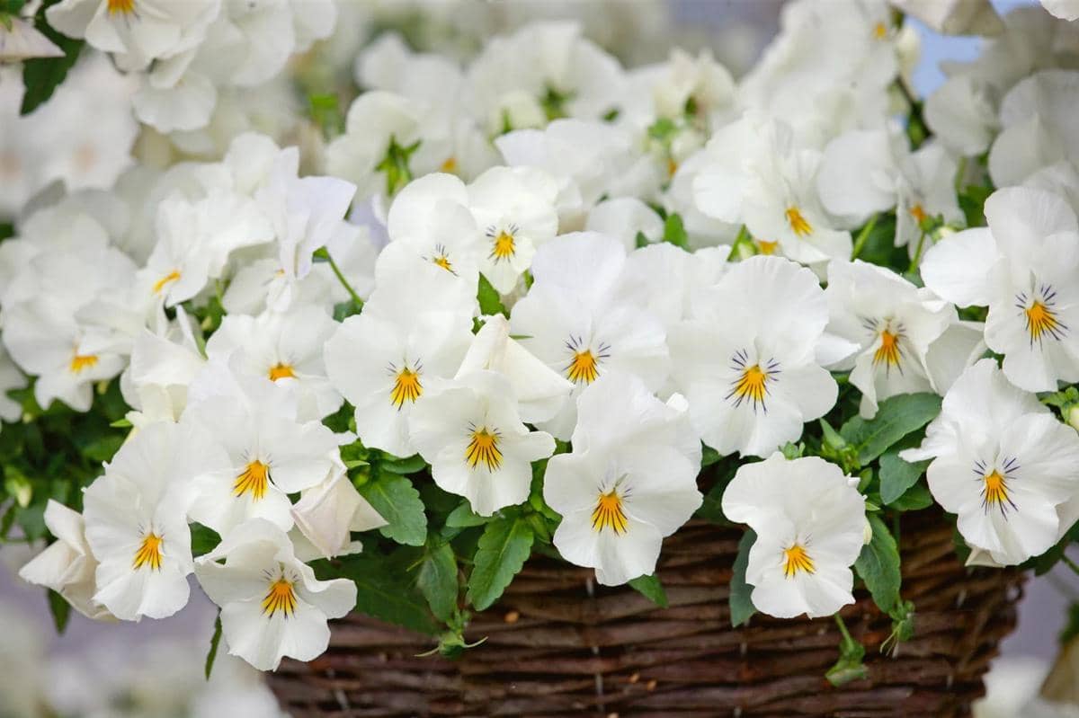 5 Jenis Bunga Pansy yang Menarik untuk Percantik Area Hunian