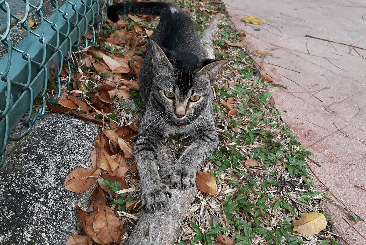 kucing mengasah kuku