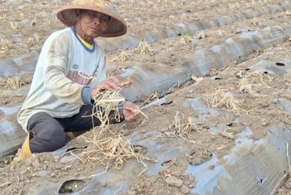 Kemarau Mengganas di Magetan, Panen Petani Anjlok 80 Persen