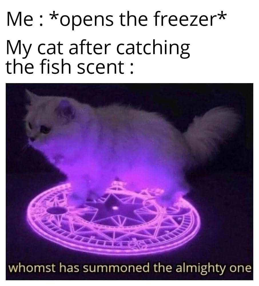 meme kucing tentang ikan