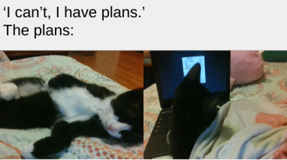 Meme kucing bertema rencana yang menghibur, bersumber dari unggahan Reddit pengguna thisuseristakenbreh.